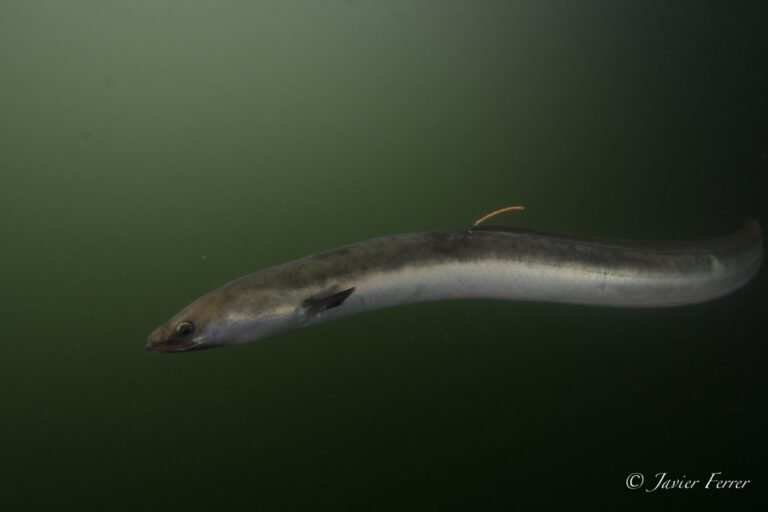 Planes-de-pesca-autorizados-de-Anguila-en-Rias-de-Vigo.jpg